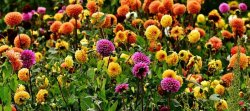 10 flori care să îţi decoreze grădina în culori autumnale 10 flori care să îţi decoreze grădina în culori autumnale