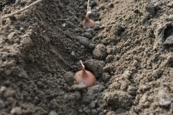Legume care se plantează în acest sezon Legume care se plantează în acest sezon