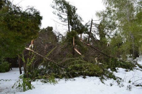 Dezastru ecologic la Grădina Botanică în rezultatul ninsorilor abundente Dezastru ecologic la Grădina Botanică în rezultatul ninsorilor abundente