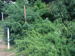 PCCOCS a depistat 40 de plante de cînepă - 2 persoane sunt reținute PCCOCS a depistat 40 de plante de cînepă - 2 persoane sunt reținute