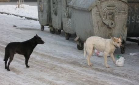 Brigitte Bardot vine la Chişinău Brigitte Bardot vine la Chişinău