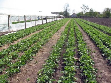 La Soroca s-au copt căpşunii… La Soroca s-au copt căpşunii…