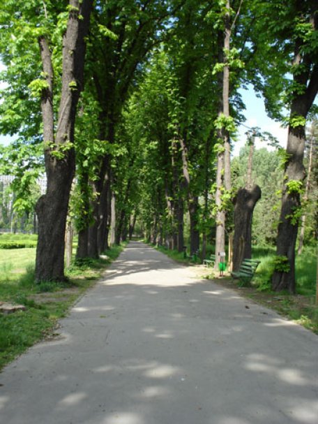 Castanii din Ungheni devin obiectiv turistic Castanii din Ungheni devin obiectiv turistic
