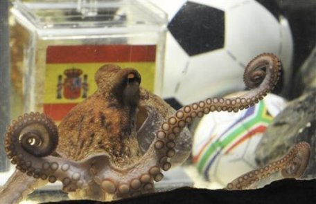 Caracatiţa Paul poate ruina agenţiile de pariuri Caracatiţa Paul poate ruina agenţiile de pariuri