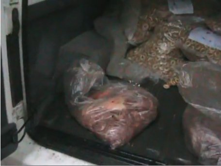 Carne de cal pentru copiii de la grădiniţele şi şcolile din capitală?! Carne de cal pentru copiii de la grădiniţele şi şcolile din capitală?!