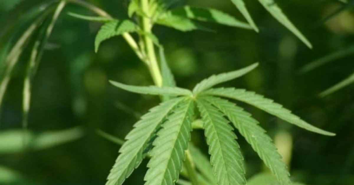 marijuana face cineva să piardă în greutate puteți pierde în greutate după oprirea hrt
