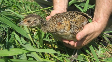 La Soroca, fauna e mai bogată cu 300 de fazani La Soroca, fauna e mai bogată cu 300 de fazani