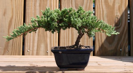Bonsai, o lume întreagă într-o plantă mică Bonsai, o lume întreagă într-o plantă mică