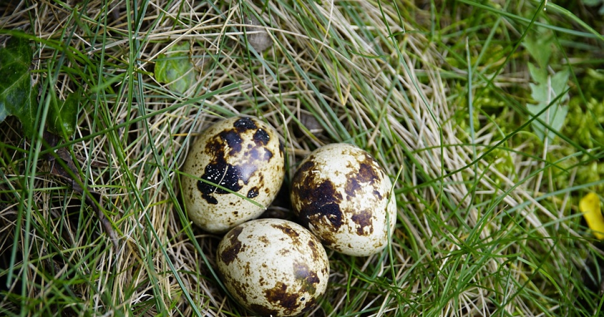 Cură cu ouă de prepeliţă – andreineagoe.ro