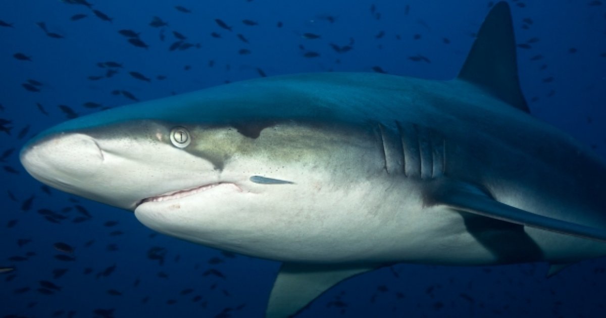 Primele 7 locuri pentru scufundări cu rechini