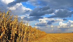 Statul va aloca 7 mln $ pentru COMPENSAREA pierderilor în cultivarea PORUMBULUI Statul va aloca 7 mln $ pentru COMPENSAREA pierderilor în cultivarea PORUMBULUI