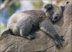 De ce ar putea dispǎrea urșii Koala din Australia De ce ar putea dispǎrea urșii Koala din Australia