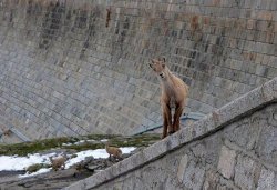 (FOTO) Capre-alpiniști. Poze uimitoare din nordul Italiei (FOTO) Capre-alpiniști. Poze uimitoare din nordul Italiei