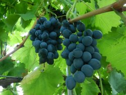 Schimbările climatice sau începutul sfârşitului pentru vinurile franțuzești. Vinul Bordeaux, produs în China Schimbările climatice sau începutul sfârşitului pentru vinurile franțuzești. Vinul Bordeaux, produs în China