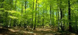 Conflict moldo-italian în pădurea din Balatina Conflict moldo-italian în pădurea din Balatina