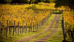 Producătorii de vin din Republica Moldova vor pleca în SUA Producătorii de vin din Republica Moldova vor pleca în SUA