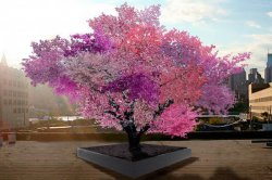 Pomul care rodeşte 40 de soiuri de fructe în acelaşi timp Pomul care rodeşte 40 de soiuri de fructe în acelaşi timp