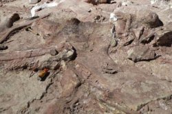 Oamenii de știință au descoperit în Tanzania o nouă specie de dinozauri gigant Oamenii de știință au descoperit în Tanzania o nouă specie de dinozauri gigant