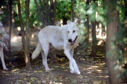 (RAPORT) Omul a dus, în 40 de ani, la dispariția a jumătate din animalele sălbatice de pe Terra (RAPORT) Omul a dus, în 40 de ani, la dispariția a jumătate din animalele sălbatice de pe Terra