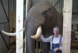 Un român a plătit mii de dolari pentru împăierea unui elefant pe care l-a vânat în Africa de Sud Un român a plătit mii de dolari pentru împăierea unui elefant pe care l-a vânat în Africa de Sud
