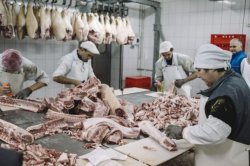 Producţia de carne în Moldova a crescut considerabil Producţia de carne în Moldova a crescut considerabil