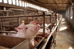 Riscuri în agricultură (II): Fermierii duc lipsă de specialiști Riscuri în agricultură (II): Fermierii duc lipsă de specialiști