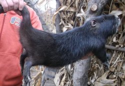 Riscuri în agricultură (III). Nutriile – o afacere „cu dinți” Riscuri în agricultură (III). Nutriile – o afacere „cu dinți”