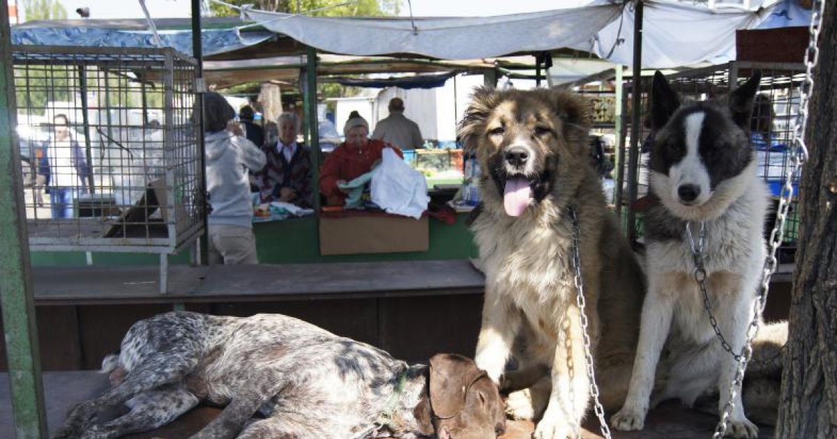 Rase de câini – informații despre îngrijire și dresaj. Lista celor mai cunoscute rase de câini
