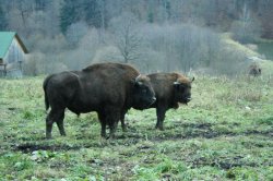 Zimbrii din Neamţ lăsaţi să iasă din ţarcurile rezervaţiei naturale, dar monitorizaţi cu microcipuri (VIDEO) Zimbrii din Neamţ lăsaţi să iasă din ţarcurile rezervaţiei naturale, dar monitorizaţi cu microcipuri (VIDEO)