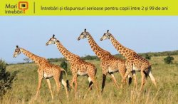 De ce are girafa gâtul lung? De ce are girafa gâtul lung?