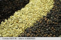 Thailanda: Cafeaua extrasă din balegă de elefant, o delicatesă la prețuri piperate Thailanda: Cafeaua extrasă din balegă de elefant, o delicatesă la prețuri piperate