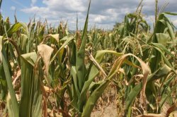 Agricultorii din Soroca, convocaţi să evalueze consecințele secetei Agricultorii din Soroca, convocaţi să evalueze consecințele secetei