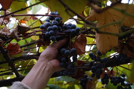 Banca Mondială întinde o mână de ajutor agricultorilor mici Banca Mondială întinde o mână de ajutor agricultorilor mici