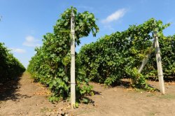 Producătorii vitivinicoli pot achiziţiona echipamente pentru vinificaţie în leasing Producătorii vitivinicoli pot achiziţiona echipamente pentru vinificaţie în leasing