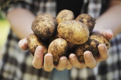 Producătorii de cartofi din nordul ţării încearcă să atragă un investitor leton Producătorii de cartofi din nordul ţării încearcă să atragă un investitor leton