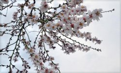 Metode de protecţie contra îngheţurilor tardive de primăvară a pomilor fructiferi Metode de protecţie contra îngheţurilor tardive de primăvară a pomilor fructiferi