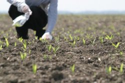 Ministerul Agriculturii a început să achite datoriile către fermieri Ministerul Agriculturii a început să achite datoriile către fermieri