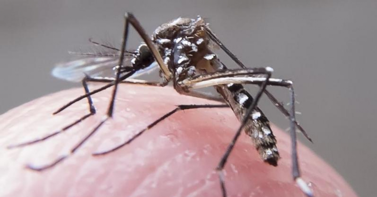 Simptome, cauze și precauții ale febrei dengue