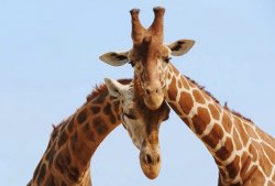 Secretul genetic al girafei, cel mai faimos şi graţios gigant al savanei Africane, a fost elucidat Secretul genetic al girafei, cel mai faimos şi graţios gigant al savanei Africane, a fost elucidat