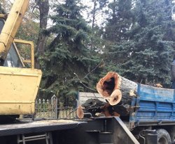 În Chișinău încep lucrările de curăţare şi defrişare a arborilor În Chișinău încep lucrările de curăţare şi defrişare a arborilor