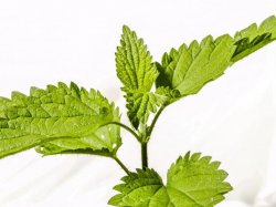 Urzica te poate ajută să ai un par frumos şi sănătos Urzica te poate ajută să ai un par frumos şi sănătos