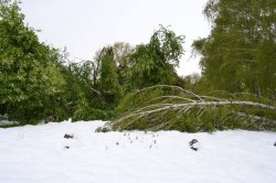 Peste 70 de voluntari au intervenit la salubrizarea Grădinii Botanice Peste 70 de voluntari au intervenit la salubrizarea Grădinii Botanice