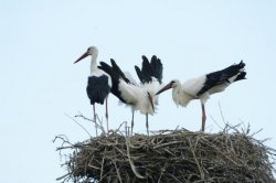Ziua mondială a păsărilor migratoare Ziua mondială a păsărilor migratoare