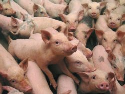 Două noi focare de pestă porcină africană, depistate pe teritoriul R.Moldova Două noi focare de pestă porcină africană, depistate pe teritoriul R.Moldova