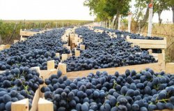 Vinificatorii sunt chemați să acceseze granturile nevalorificate PAC II Vinificatorii sunt chemați să acceseze granturile nevalorificate PAC II
