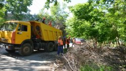 În 290 de curți de bloc din Chișinău, evacuarea masei lemnoase este la nivel de 10% În 290 de curți de bloc din Chișinău, evacuarea masei lemnoase este la nivel de 10%