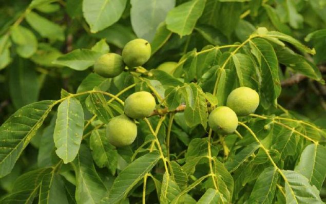 Tratamente naturiste cu frunze de nuc: cum te ajută minunile din inima naturii