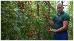 Povestea de SUCCES a lui „TOMATINO”, un fermier care cultivă altfel de roșii Povestea de SUCCES a lui „TOMATINO”, un fermier care cultivă altfel de roșii