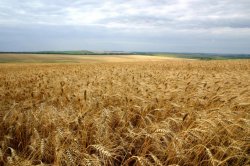 OFICIAL: Producția de grâu a depășit 1.16 mln de tone, peste nivelul din anul trecut OFICIAL: Producția de grâu a depășit 1.16 mln de tone, peste nivelul din anul trecut