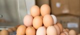 Gaburici: Este important ca în 2 ani să putem exporta carne și ouă pe piața UE